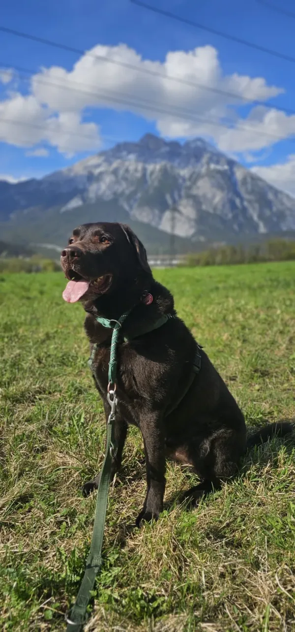 Brauner Hund sitzt auf Wiese mit Bergkulisse im Hintergrund, sonniger Tag. – Website Baukasten